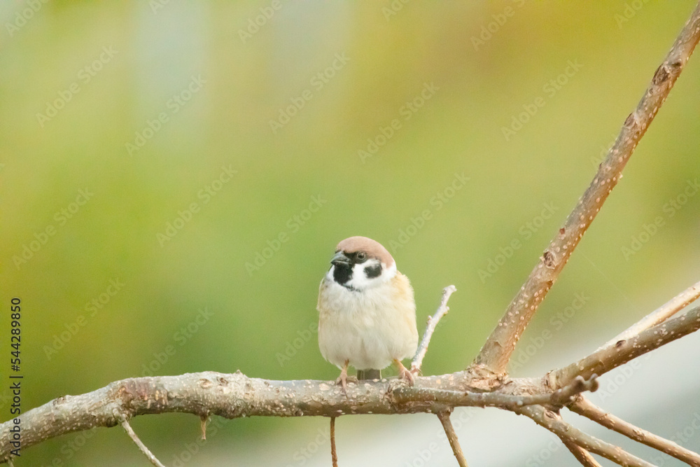 Obraz premium 柿の木で辺りの様子を伺うスズメ