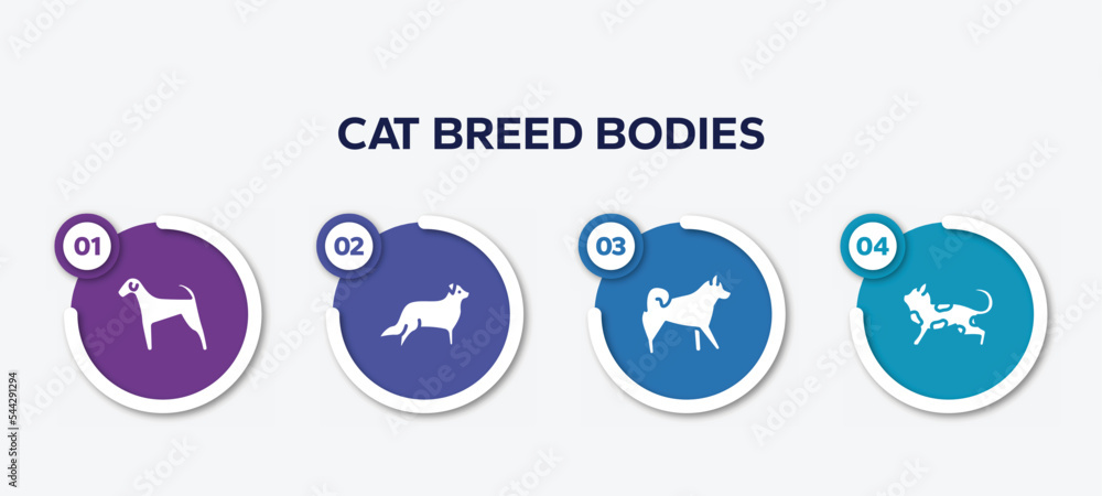 infographic element template with cat breed bodies filled icons such as airedale, bernese mountain, malamute, toyger cat vector.