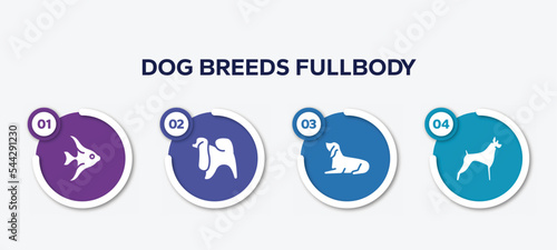 infographic element template with dog breeds fullbody filled icons such as angelfish, japanese chin, bas houd, boxer vector.