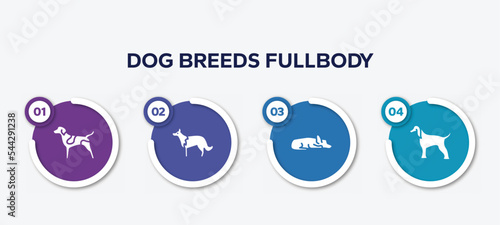 infographic element template with dog breeds fullbody filled icons such as german shorthaired pointer, collie, sad dog, afghan hound vector.