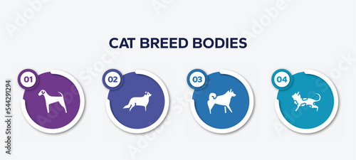 infographic element template with cat breed bodies filled icons such as airedale, bernese mountain, malamute, toyger cat vector.