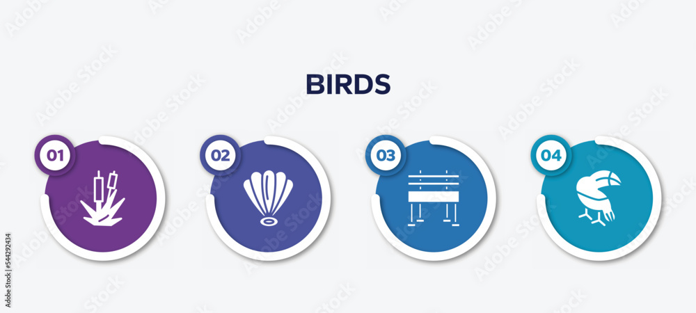 infographic element template with birds filled icons such as bulrush, shell, bench, toucan vector.