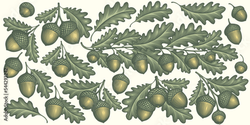 Oak branches and acorns. Design set. Editable hand drawn illustration. Vector vintage engraving. Isolated on light background. 8 eps © Marzufello