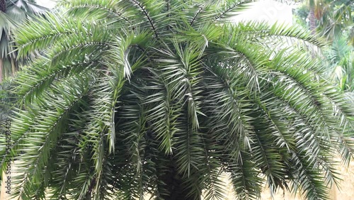 Phoenix sylvestris (Also called sylvestris, silver date palm, Indian date, sugar date palm, wild date palm, palem kenari) in the garden photo