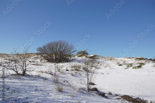 View on trees, shrubs in the snow in the Dutch dunes near the village of Bergen. Winter, February. Netherlands.