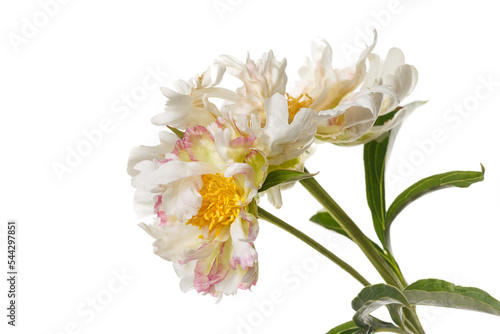 Funny peony flower not even shape isolated on a white background.