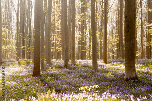 Hallerbos  La For  t de Soignes