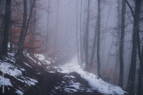 Mysterious forest in fog