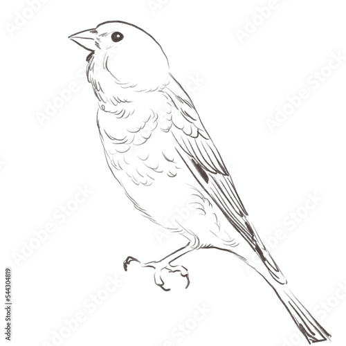 Line art pencil sketch of forest linnet bird