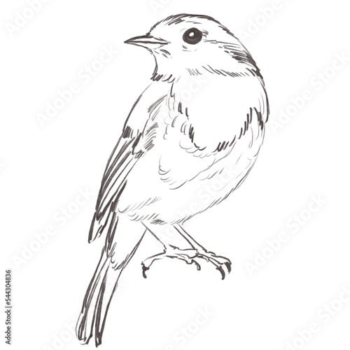 Obraz na płótnie Line art pencil sketch of forest redbreast bird