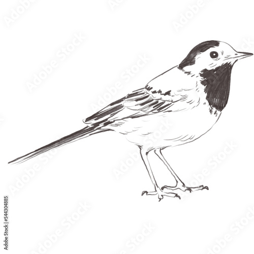Line art pencil sketch of forest wagtail bird