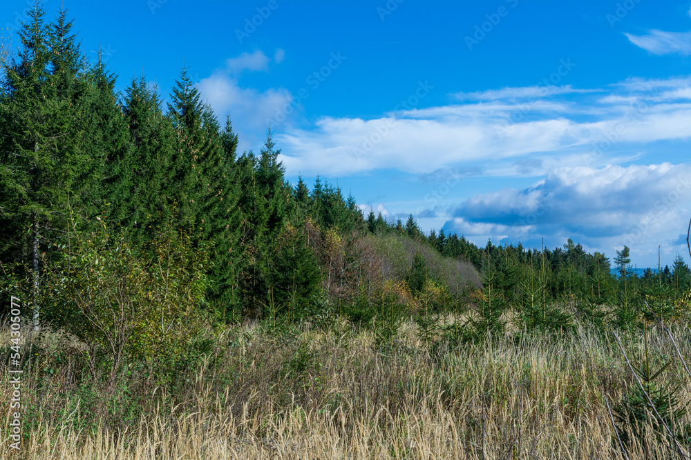 Panoramic view of an autumn landscape with grass and forest Panoramic view of an autumn landscape with grass and forest