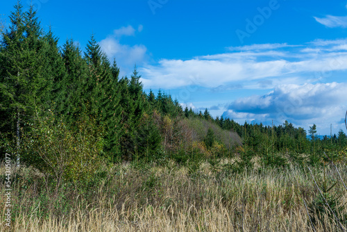 Panoramic view of an autumn landscape with grass and forest  © Lukas