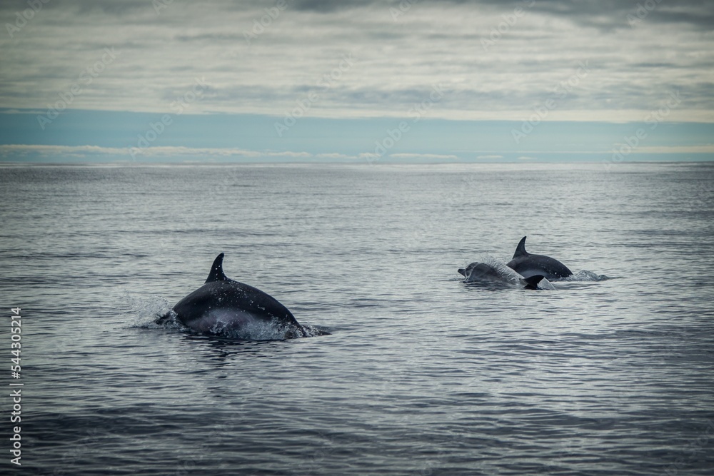 Fototapeta premium a dolphin in the sea is playing