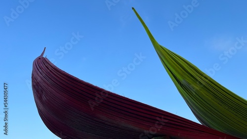 Macro di due foglie secche di palma, colorate e fotografate dal basso verso l'alto con un cielo azzurro e limpido sullo sfondo photo