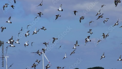 Flock of oystercatcher birds flying in front of many wind turbines, Haematopus ostralegus or Austernfischer