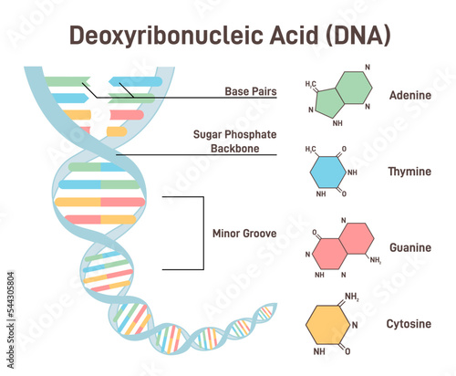 DNA structure concept. Double helix of deoxyribonucleic acid.
