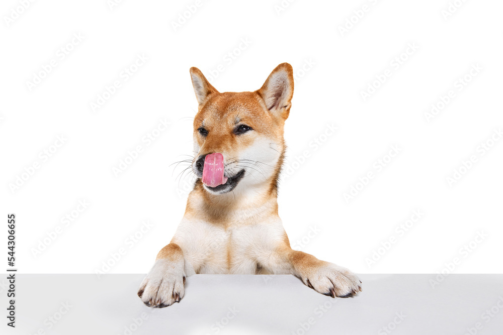 Studio shot of beautiful golden color Shiba Inu dog posing isolated over white background. Concept of beauty, animal life, care, health and purebred pets.