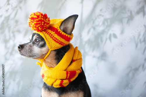 Print op canvas Funny dog in a hat and scarf, clothes for dogs in bad weather
