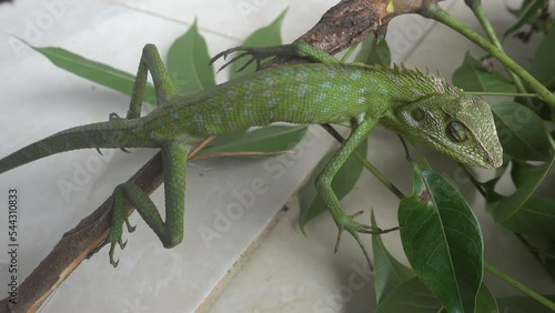 Chameleons or Calotes are a special name for various types of lizards / bengkarung that have the ability to change their skin color photo