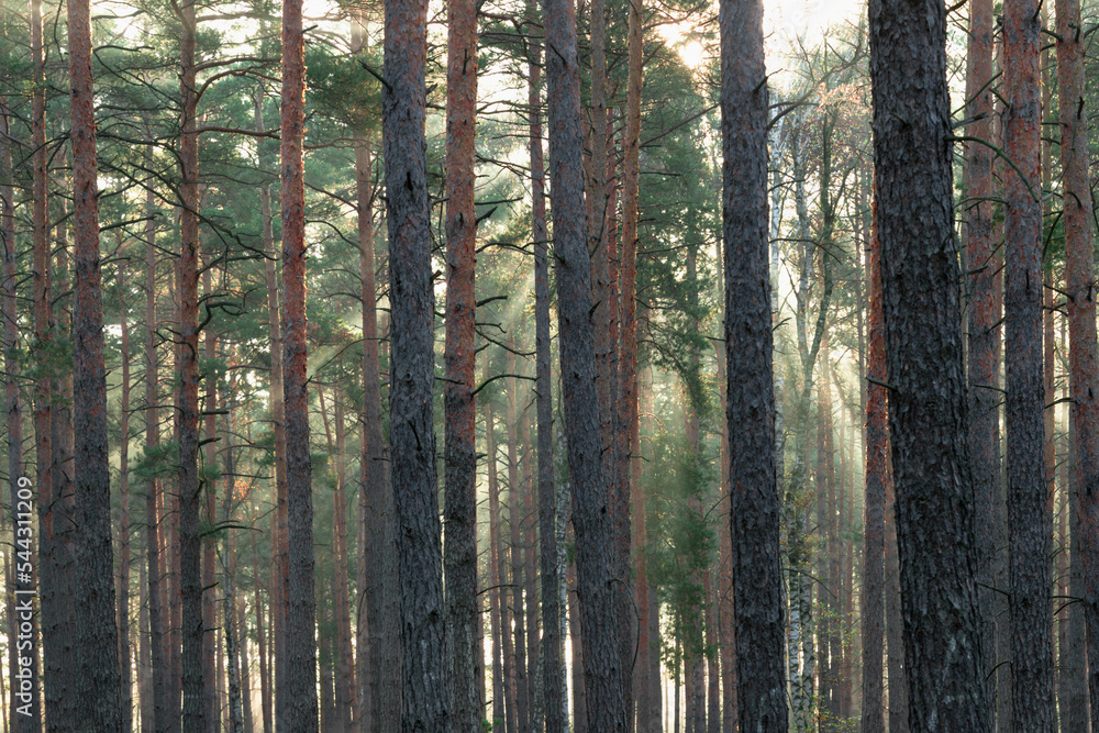 Wysoki sosnowy las w listopadowy poranek. Między drzewami unosi się mgła oświetlana promieniami słońca.  - obrazy, fototapety, plakaty 