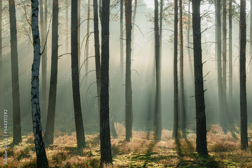 Fototapeta Wysoki sosnowy las w listopadowy poranek. Między drzewami unosi się mgła oświetlana promieniami słońca.