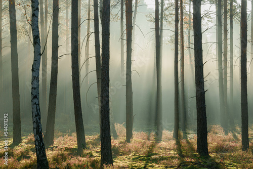 Fototapeta Wysoki sosnowy las w listopadowy poranek. Między drzewami unosi się mgła oświetlana promieniami słońca. 