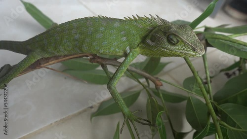 Chameleons or Calotes are a special name for various types of lizards / bengkarung that have the ability to change their skin color photo