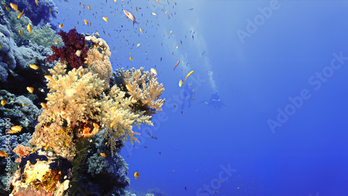Fototapeta Naklejka Na Ścianę i Meble -  Underwater photo of a beautiful drop off wall and colorful soft coral reef