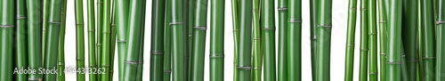 Photographie group of green bamboos
