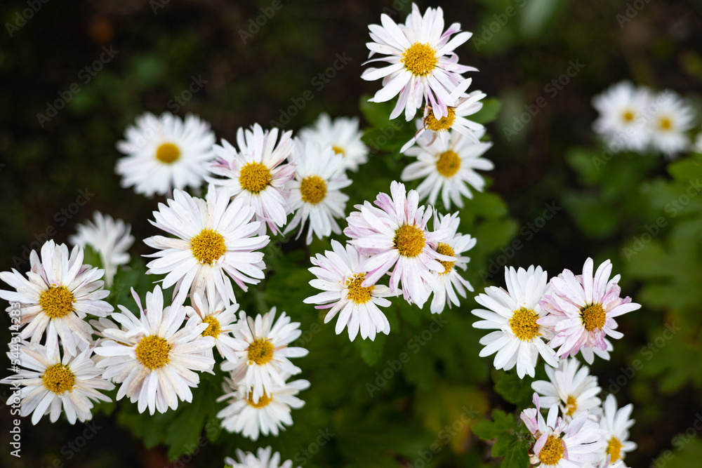Daisies in a field. Chamomile bloom. Camomile background. Daisies in a field. Chamomile bloom. Camomile background.