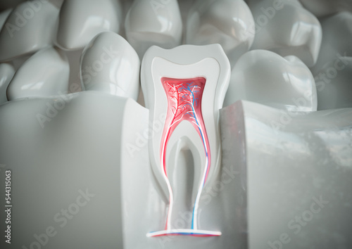 anatomy of a tooth with complete dentition on a white background - 3D Rendering