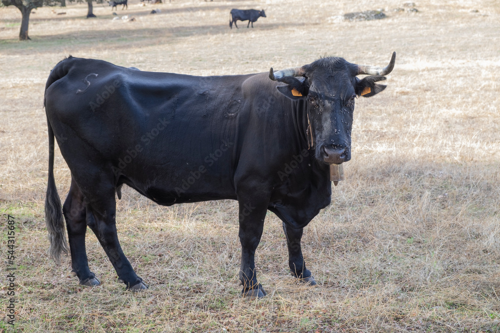 Black Angus herd of beef cattle grazing in the early morning on a summer pasture. Black Angus herd of beef cattle grazing in the early morning on a summer pasture.