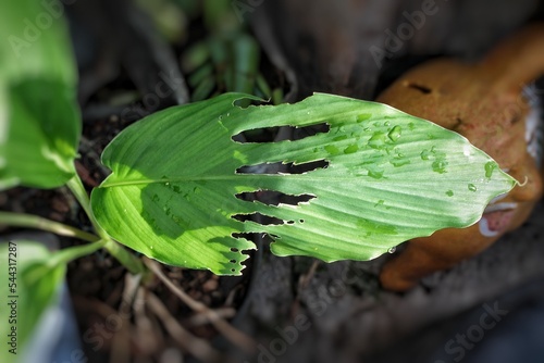 Selective focus of longitudinal holes in the turmeric leaf or daun kunyit that was eaten by snail, when the leaf was buds.