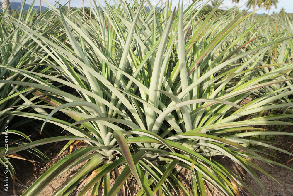 Pineapple plant in farm, Agriculture background Pineapple plant in farm, Agriculture background