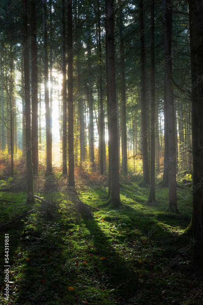 Obraz premium Herbstwald im Nebel