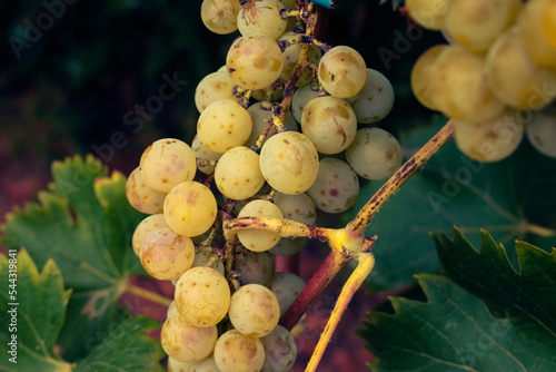 Close up of organically grown white grapes hanging from vine