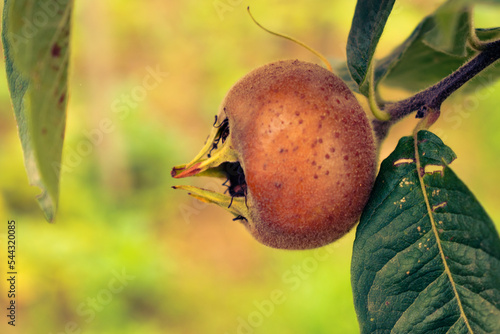 Common medlar or mespilus germanica growing in the garden, organic concept with copy space photo