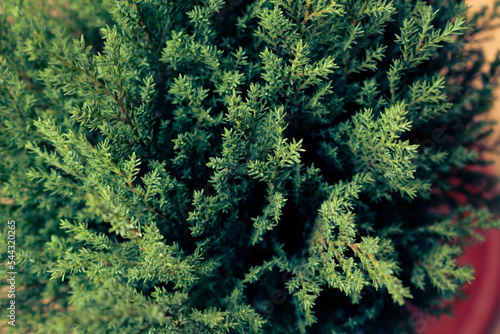 Common juniper close-up from above
