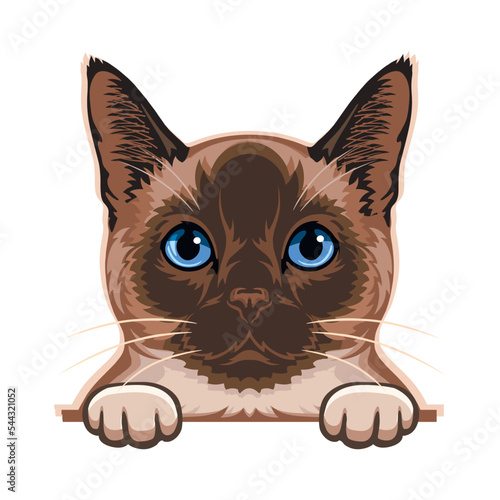 Siamese Cat Color Vector, Peeking Cats, Cats Breed, Pet Vector portrait, Cats Head