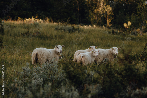 Norway, wild sheeps in Jotunheimen National Park, Beitostølen