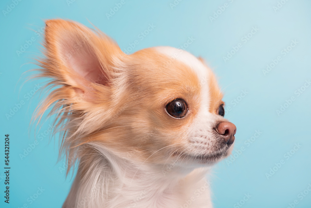 The dog of the Chihuahua breed is white with red color. Mini dog on a blue background.