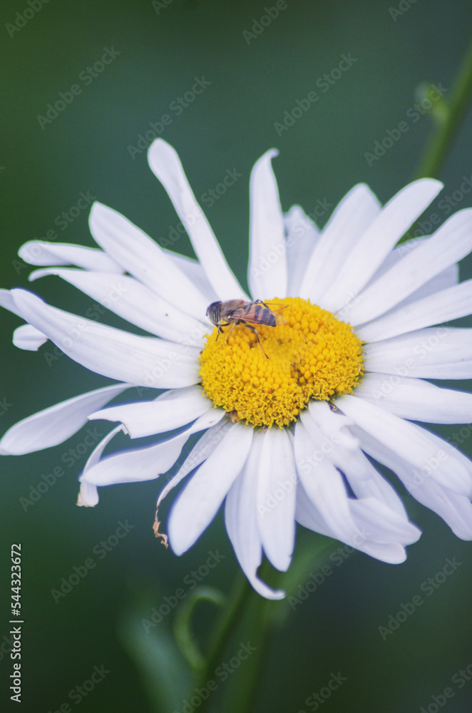 Chamomile Flower with an insect in the garden Chamomile Flower with an insect in the garden