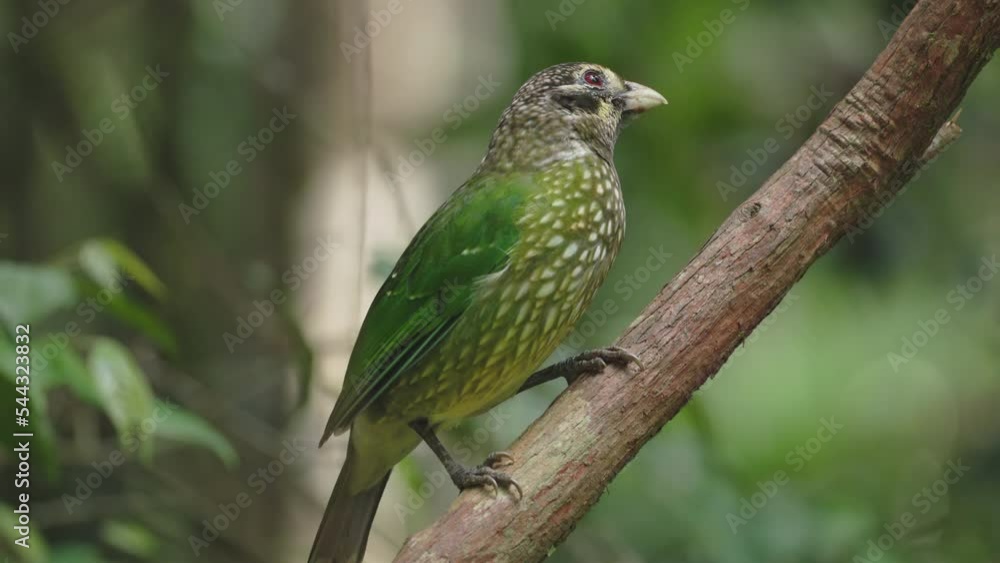 a close up of a spotted catbird wiping its beak on the stem of a rainforest liana at lake eacham in nth qld, australia a close up of a spotted catbird wiping its beak on the stem of a rainforest liana at lake eacham in nth qld, australia