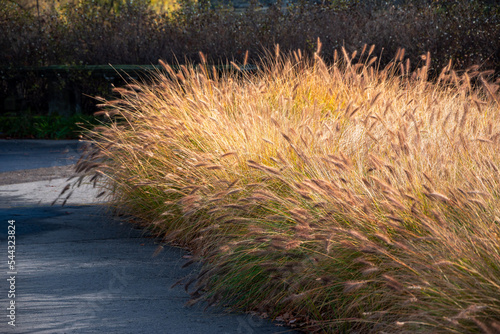 Row of ornamental grass Pennisetum alopecuroides (dwarf fountain grass) in the time of autumn. Plant growing by the concrete sidewalk. photo