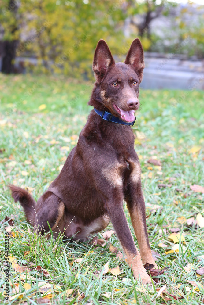 red nose brown dog closeup photo on green grass background red nose brown dog closeup photo on green grass background