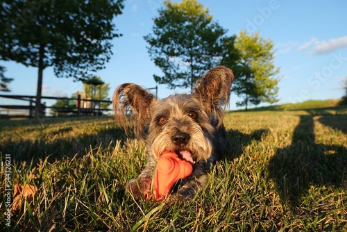 Mixed dog chewing on a toy bone in the grass