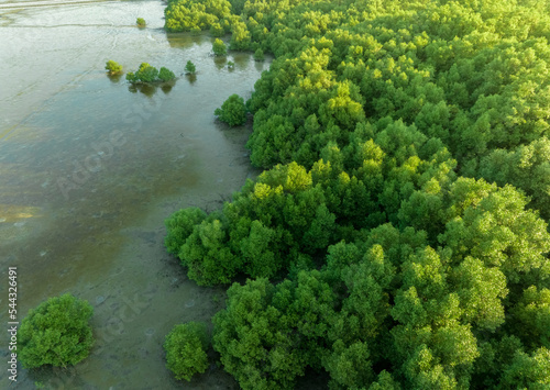 Green mangrove forest with morning sunlight. Mangrove ecosystem. Natural carbon sinks. Mangroves capture CO2 from the atmosphere. Blue carbon ecosystems. Mangroves absorb carbon dioxide emissions.
