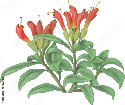 Aeschynanthus speciosus photo