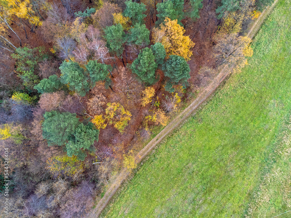 Aerial view. Forest, trees, grass, meadow , nature, seen from above. Landscape. Photo from a drone.